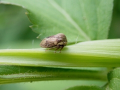 Centrotus