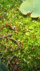 Bryum canariense