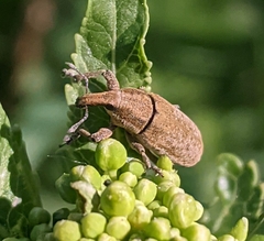 Lixus myagri