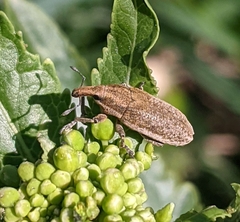 Lixus myagri