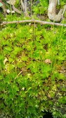 Bryum canariense