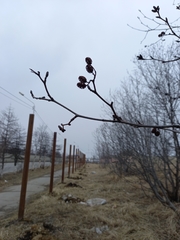 Alnus alnobetula fruticosa