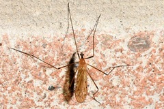 Limonia phragmitidis