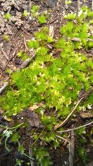 Bryum canariense