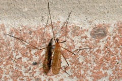 Limonia phragmitidis