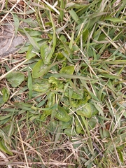 Plantago major