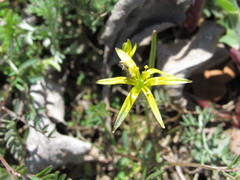 Gagea novoascanica