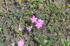 Phlox glabriflora