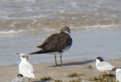 Ichthyaetus hemprichii