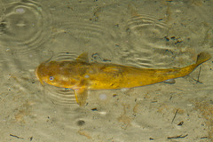 Pylodictis olivaris