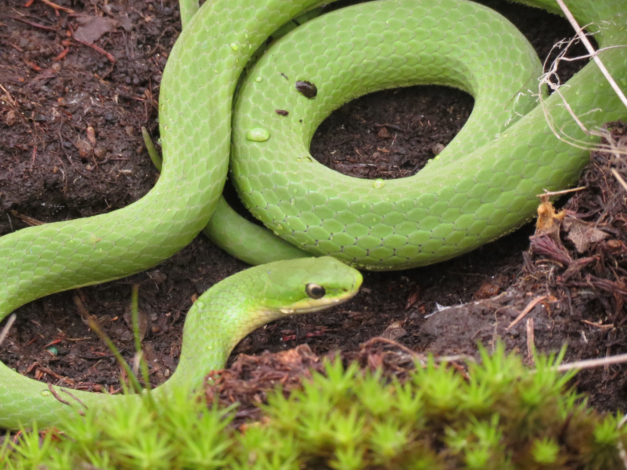 10 Snakes That Dine On Ants Snake Radar