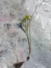 Gagea novoascanica