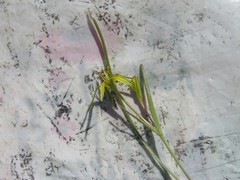 Gagea novoascanica