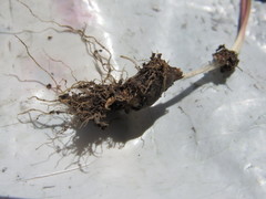Gagea novoascanica