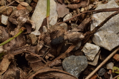 Gonocephalum persimile