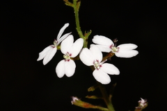 Stylidium barleei