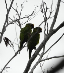 Eupsittula aurea