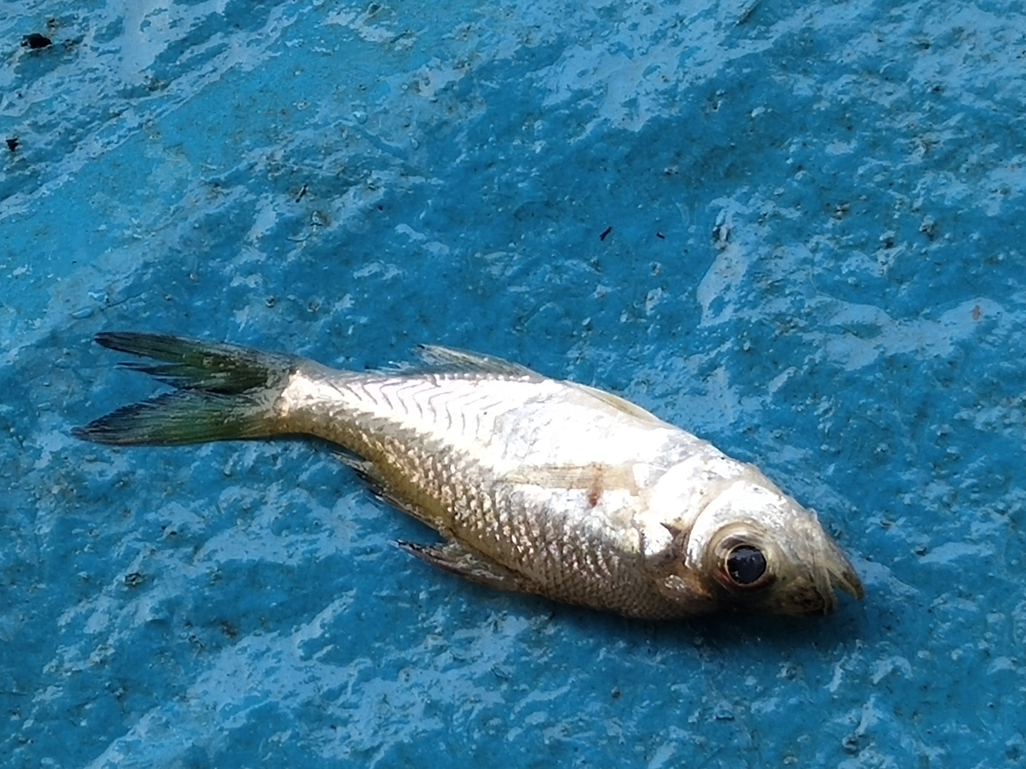 Western Ghat Glassy Perchlet photo 4