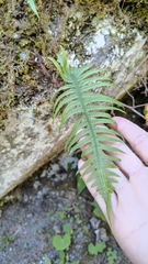 Polypodiodes amoena