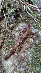 Polypodiodes amoena