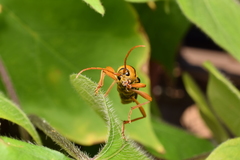 Chlorophorus quinquefasciatus