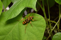 Chlorophorus quinquefasciatus