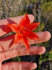 Gladiolus meridionalis