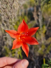 Gladiolus meridionalis