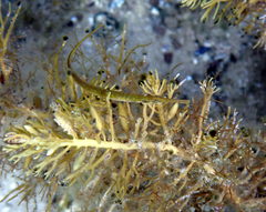 Stigmatopora nigra
