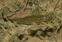Micropterus treculii