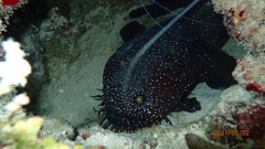 Sanopus astrifer