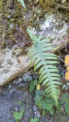 Polypodiodes amoena