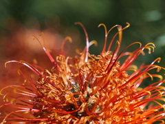 Banksia ericifolia
