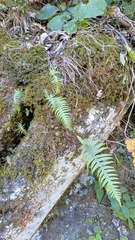 Polypodiodes amoena