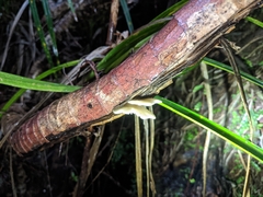 Pleurotus parsonsiae