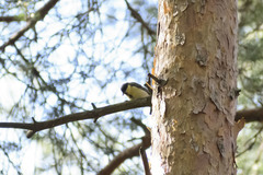 Parus major