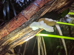 Pleurotus parsonsiae