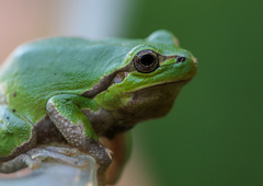 Hyla intermedia perrini