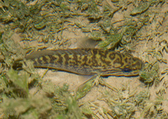 Micropterus treculii