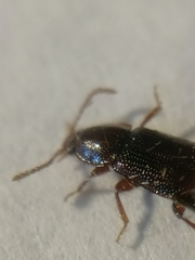 Acidota crenata