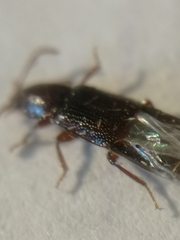 Acidota crenata