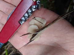 Pleurotus parsonsiae