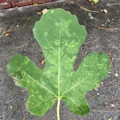 Fig mosaic emaravirus