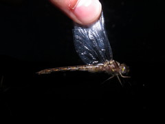 Neurocordulia yamaskanensis