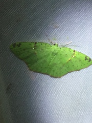 Strepsichlora remissa