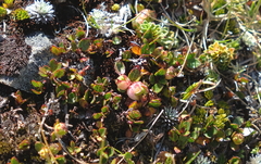 Gaultheria nubicola