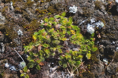 Anisotome imbricata prostrata