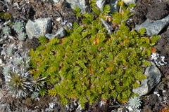 Anisotome imbricata prostrata