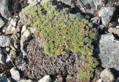Veronica pulvinaris