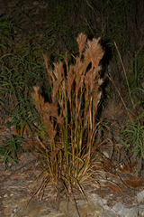 Andropogon glomeratus